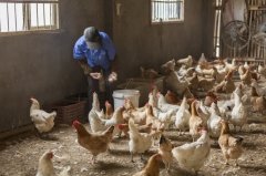 拉白痢、喜臥、腿瘸等大腸桿菌現(xiàn)象層出不窮？