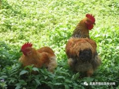夏季高溫解暑抗應(yīng)激解決腸道菌群紊亂！！