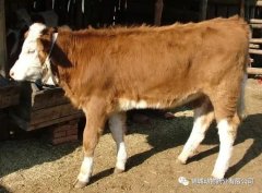 肥牛養(yǎng)殖過(guò)程中存在的問題，應(yīng)該如何進(jìn)行解決
