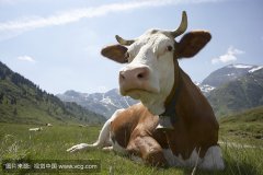 肥牛養(yǎng)殖過程中存在的問題，以及解決的方法。
