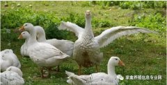 怎么治療鵝痛風(fēng)問題？快進(jìn)來(lái)看看！