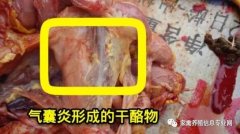 家禽氣囊炎其實不難治，找對方法最重要！