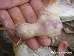 肉雞最頭疼的還是腺肌胃炎，到底該怎么解決？